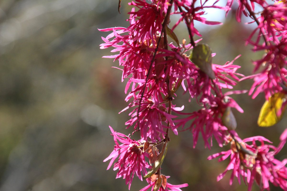 大阪府立花の文化園 植物園 公式 3 30 見頃の花情報 アカバナトキワマンサク 学名 Loropetalum Chinense Var Rubrum 科名 マンサク 場所 ハーブ園 特徴 トキワマンサクの変種で ベニバナトキワマンサクとも呼ばれます 花の文化園