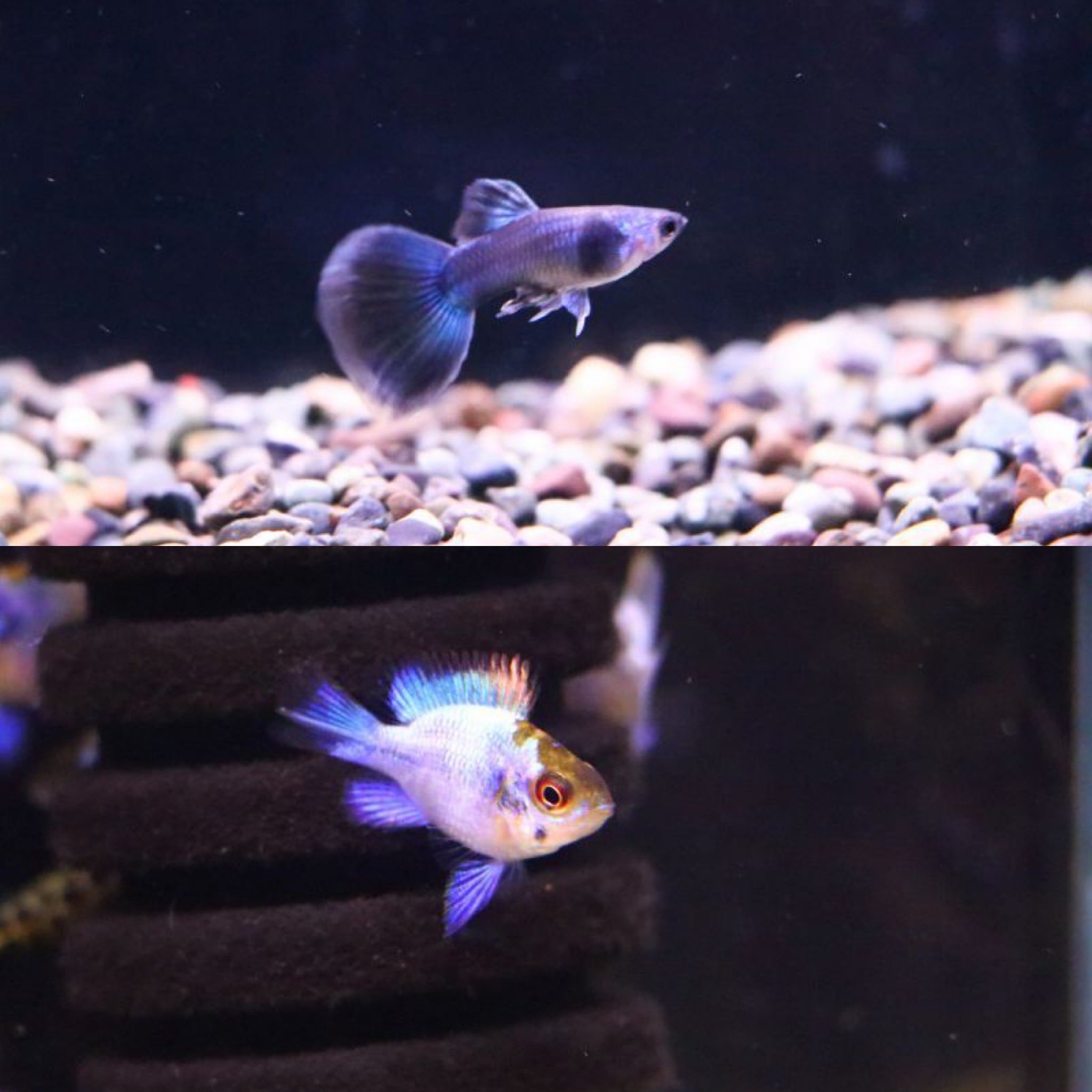熱帯魚 アクアショップ イブ A Twitter 熱帯魚入荷しました モンクホーシャコレッティ 国産ブルーグラス 国産ドイツイエロータキシード 国産オレンジレースコブラ ミクロラスボラ花火 バルーン コバルトブルーラミレジィ 中国 クラウンバルブ ブルーレオパード
