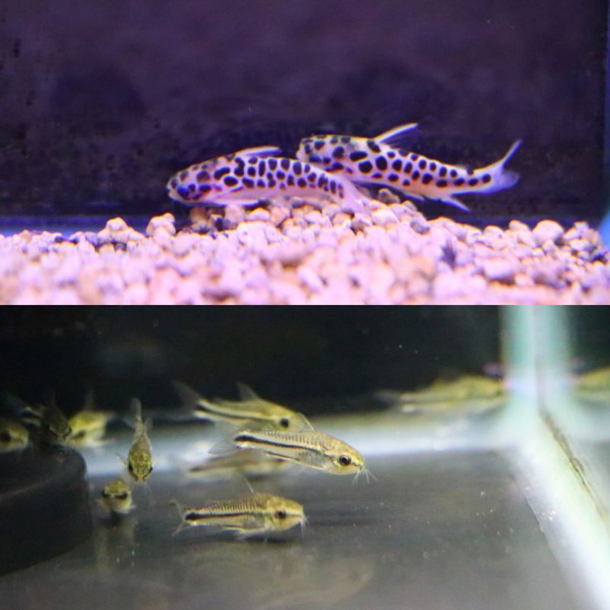 熱帯魚 アクアショップ イブ 熱帯魚入荷しました モンクホーシャコレッティ 国産ブルーグラス 国産ドイツイエロータキシード 国産オレンジレースコブラ ミクロラスボラ花火 バルーン コバルトブルーラミレジィ 中国 クラウンバルブ ブルーレオパード