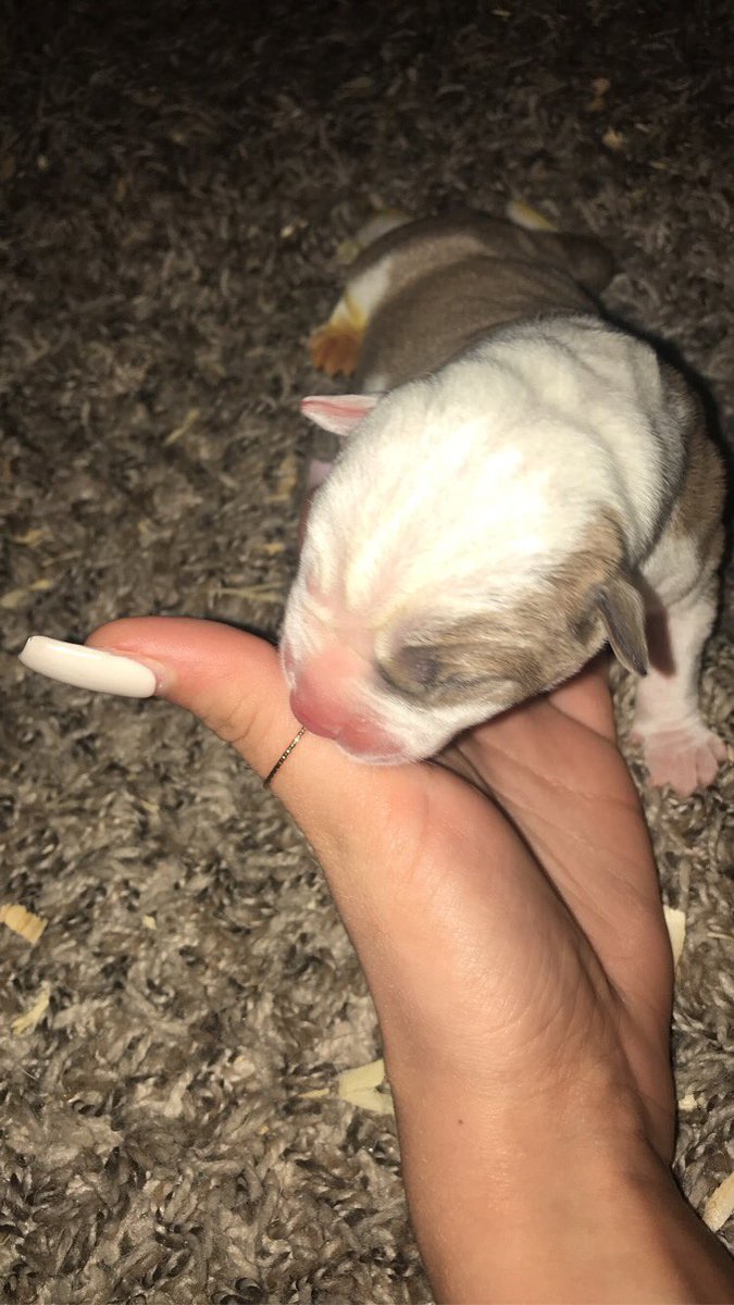 alyssamads420's tweet photo. Beautiful baby’s hit🤤 @tacobell05 https://t.co/sx33fyPkSC