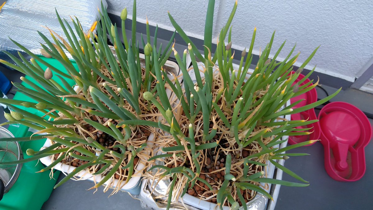 けんたろー フリーランス 無職 九条太ネギ ネギ坊主収穫 引っ越しするから撤収ですな 葉はネギ焼き 根本は素揚げってところ 九条太ネギ ネギ 家庭菜園 ベランダ菜園 ハイドロカルチャー 養液栽培