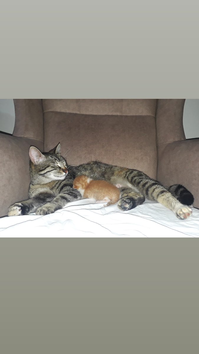 Bahçemizde baktığımız kedi..
Evden ayrılmak durumunda kaldığımız ve bahçedeki diğer kedilerin onları rahatsız etmesi sebebiyle sahiplenmek istiyorsanız onlar sizi bekliyor.
Annesi bebeğini emziremiyor korkusundan eve getirmek istiyor..🙏🙏