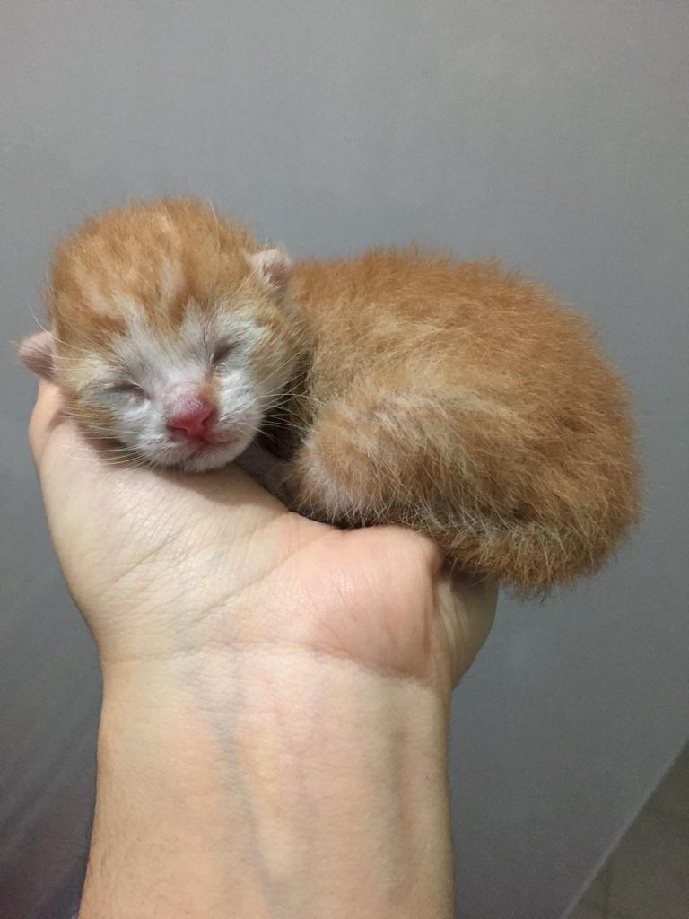 Meneğimizde bu annesiyle birlikte rahat ve huzurlu bi şekilde hayatlarını sürdürmesi için🐹