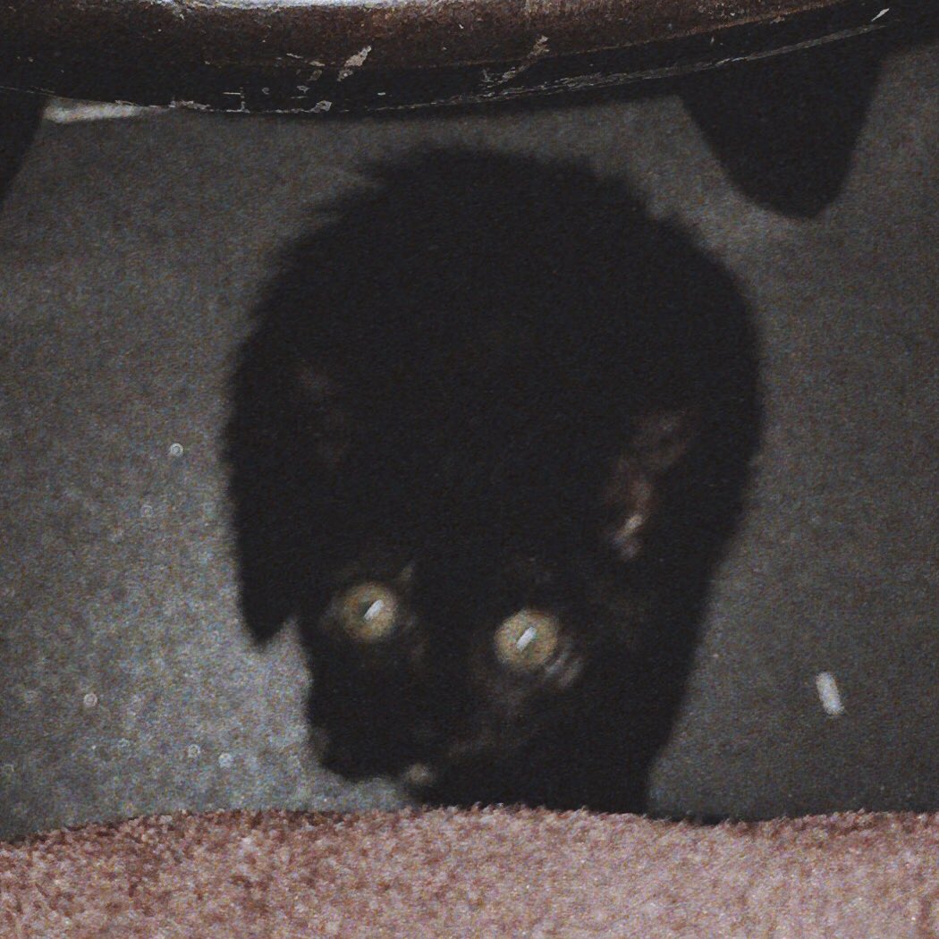 blueainturcolor's tweet photo. Please welcome my kitten “Hanzo” the most aesthetic cursed kitten I’ve met. https://t.co/UpyfV88FHW
