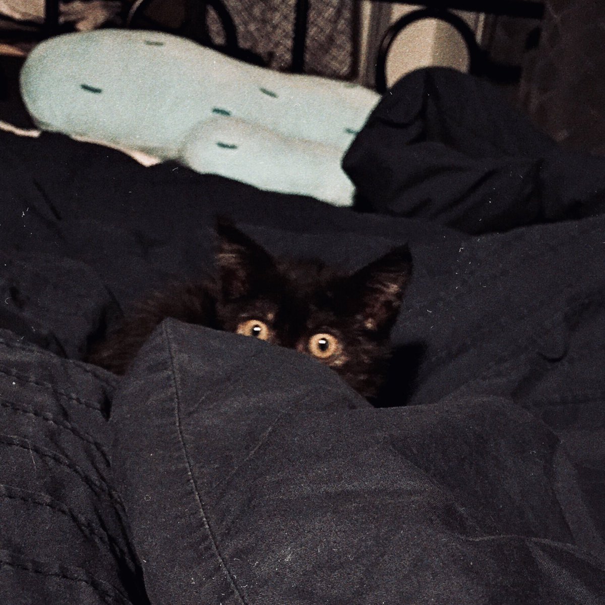 blueainturcolor's tweet photo. Please welcome my kitten “Hanzo” the most aesthetic cursed kitten I’ve met. https://t.co/UpyfV88FHW