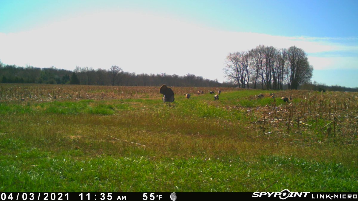 DaveBuckeye2973's tweet photo. 3 weeks count down started #Springturkeyseason #Gobble #Trailcam #Pics @SpypointCamera https://t.co/QelM44ouOV