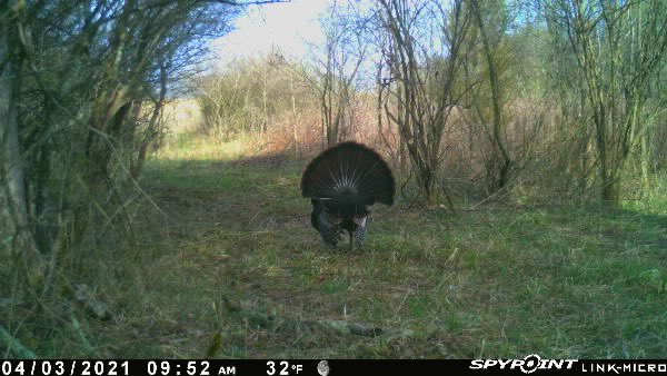 DaveBuckeye2973's tweet photo. 3 weeks count down started #Springturkeyseason #Gobble #Trailcam #Pics @SpypointCamera https://t.co/QelM44ouOV