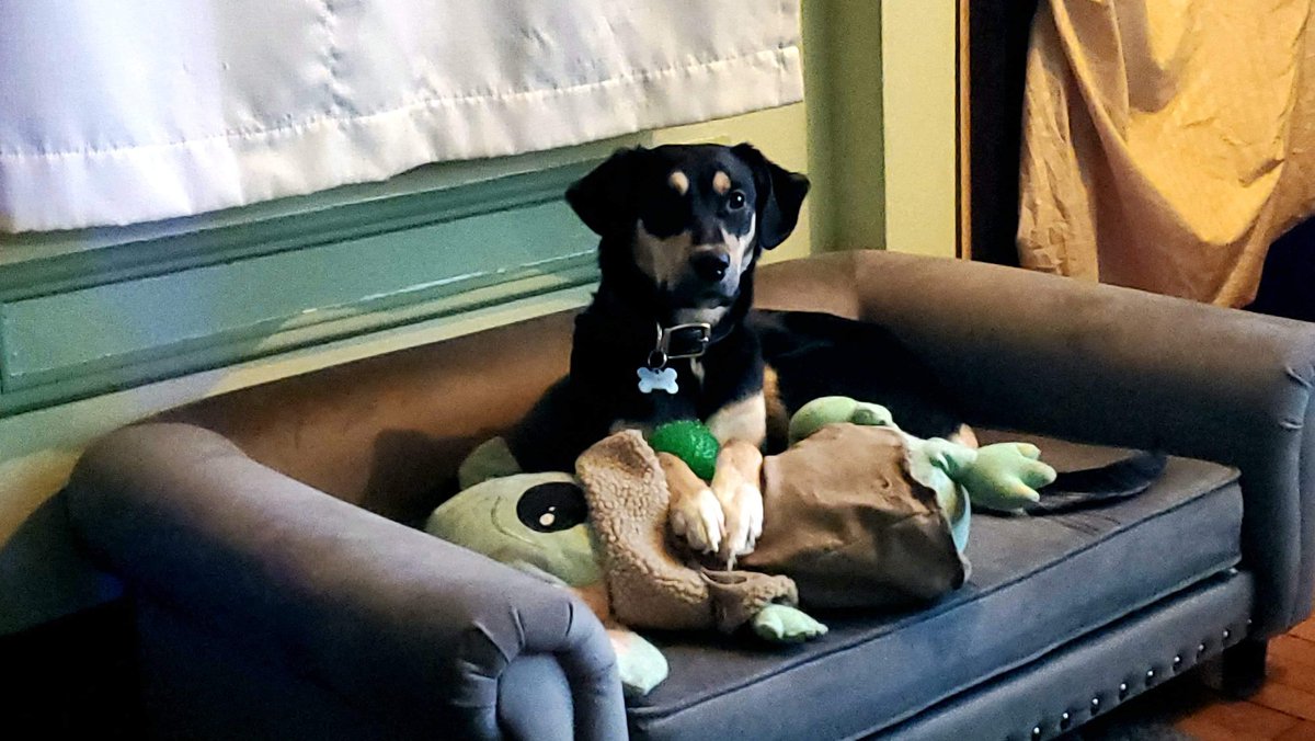 A cuter protector of Grogu then @HamillHimself or <a href="/PedroPascal1/">theus</a> could ever hope to be. 😊