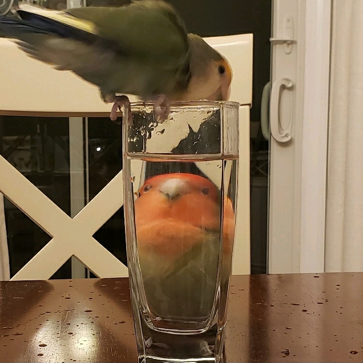 thegallowboob's tweet image. whenever i'm having a bad day i just google birds behind glasses of water and it helps