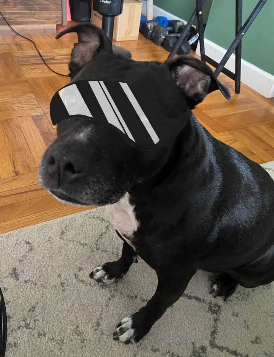 HOGE’ified Pets tweet media