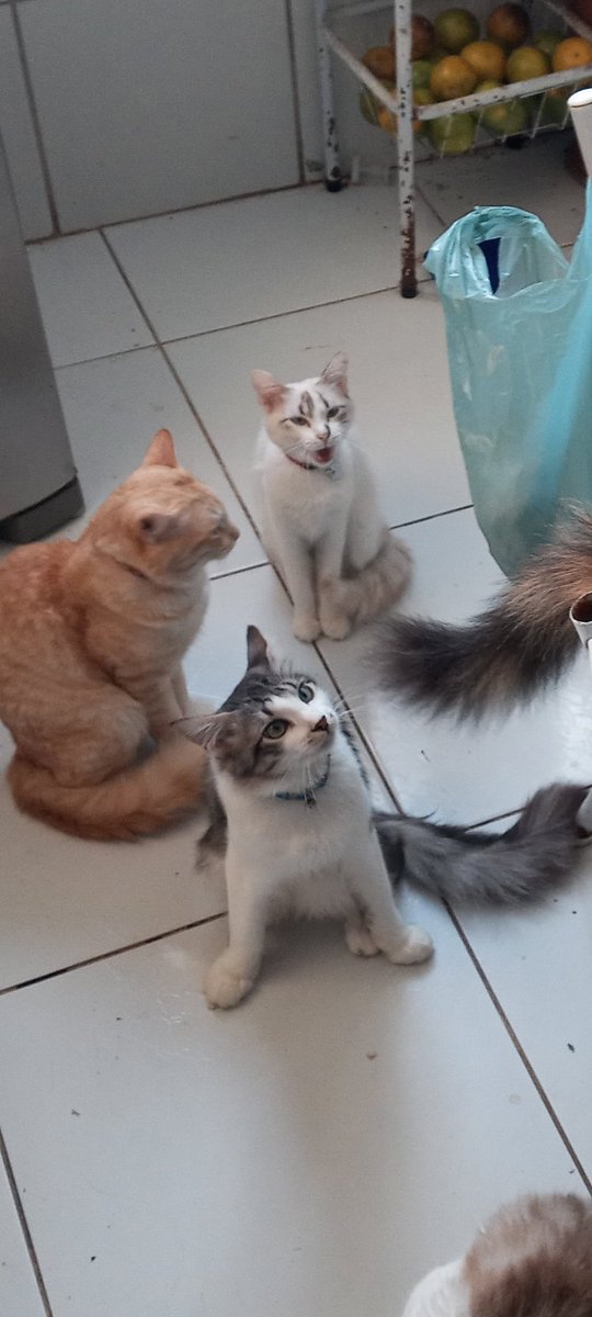 Emanuelp100's tweet photo. Gatitos👽 https://t.co/WfNqDGOlLm