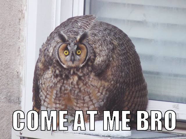 CryptoArx's tweet photo. Join the OWL ARMY!

#NFT #NFTs #NFTCommunity #nftcollectors #nftart #NFTartist

https://t.co/d6XaBXsWqE https://t.co/1SUsvTrBvk
