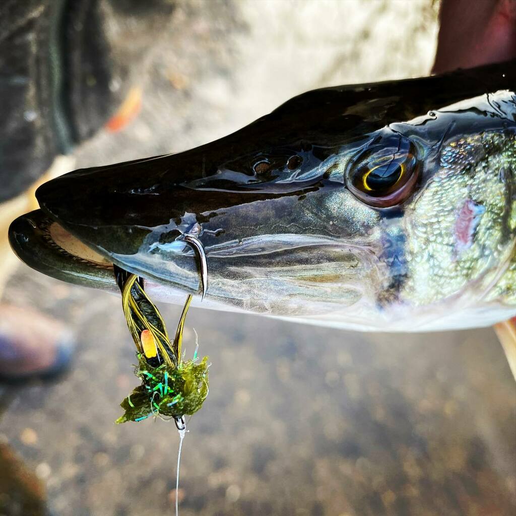 Panfishonthefly's tweet photo. A face only a mother can love! #slimerocket #flyfishing #flytying #warmwaterflyfishing #warmwaterfly #chainpickerel #pickerelonthefly https://t.co/WLiwkzmAtR https://t.co/rSIvygiu2s