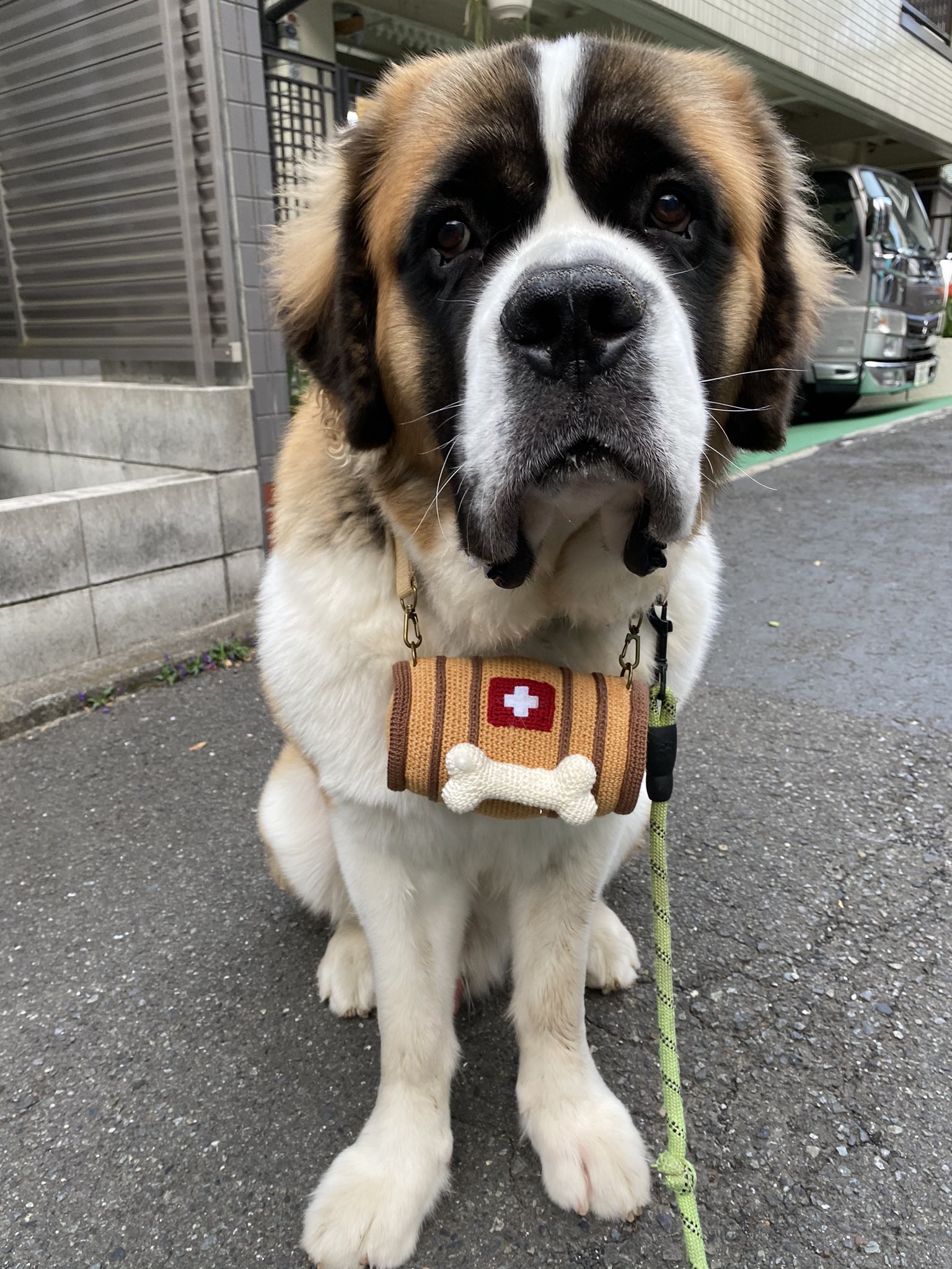 たか セントバーナードの暖ちゃん 本物の木の樽は重いので 編み物の樽で山岳救助犬の雰囲気を出してみました