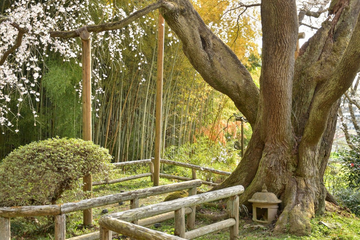 kyobokist's tweet photo. 雪村桜
□福島県郡山市西田町大田雪村
2021/4/3撮影
初めて訪れる場所だったのに、何だか懐かしくなるような風景だった。桜と竹林と古い家屋の組み合わせが印象に残った。 https://t.co/ry3jnu56RH