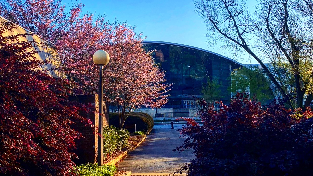 williamthuang88's tweet photo. #sunnyday stroll on #uga @universityofga south campus #stegemancoliseum #AthensGa #cherryblossom #SpringTime https://t.co/Mz3d7hi5j7