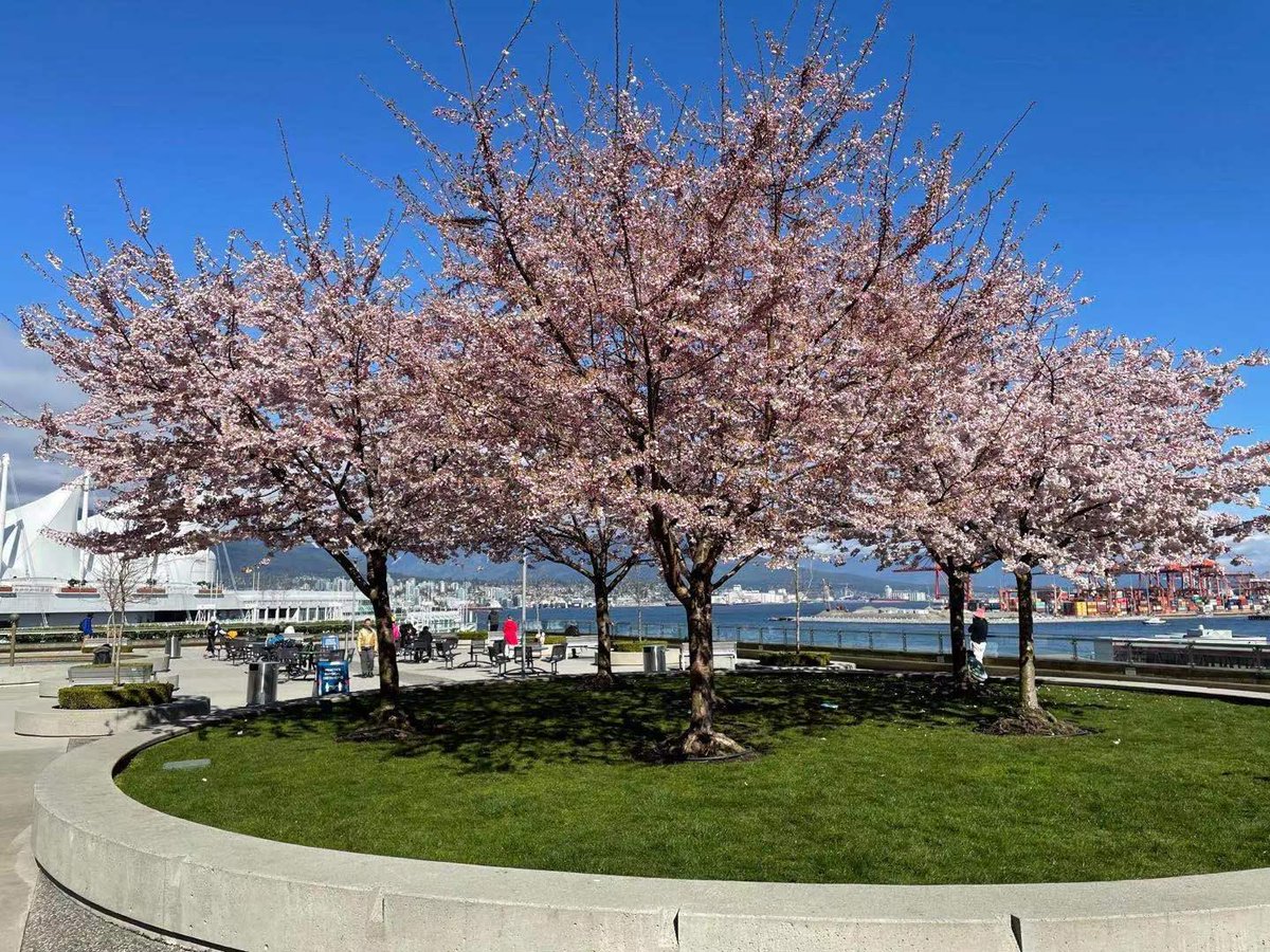 OfficialVCBF's tweet photo. Have a safe Easter weekend everyone! Here are some locations that are currently in full bloom:
🌸Point Grey Road
🌸 David Lam Park
🌸 Canada Place
🌸 Kensington-Cedar Cottage
#blossomresponsibly #vancherryblossomfest #vcbf #currentlyblooming #sakura #cherryblossoms https://t.co/6e4ahUsOVc