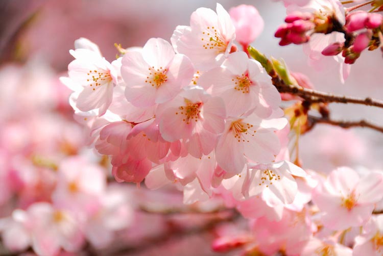 OfficialVCBF's tweet photo. Have a safe Easter weekend everyone! Here are some locations that are currently in full bloom:
🌸Point Grey Road
🌸 David Lam Park
🌸 Canada Place
🌸 Kensington-Cedar Cottage
#blossomresponsibly #vancherryblossomfest #vcbf #currentlyblooming #sakura #cherryblossoms https://t.co/6e4ahUsOVc