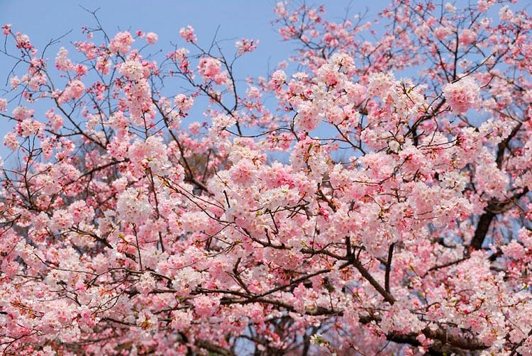 OfficialVCBF's tweet photo. Have a safe Easter weekend everyone! Here are some locations that are currently in full bloom:
🌸Point Grey Road
🌸 David Lam Park
🌸 Canada Place
🌸 Kensington-Cedar Cottage
#blossomresponsibly #vancherryblossomfest #vcbf #currentlyblooming #sakura #cherryblossoms https://t.co/6e4ahUsOVc