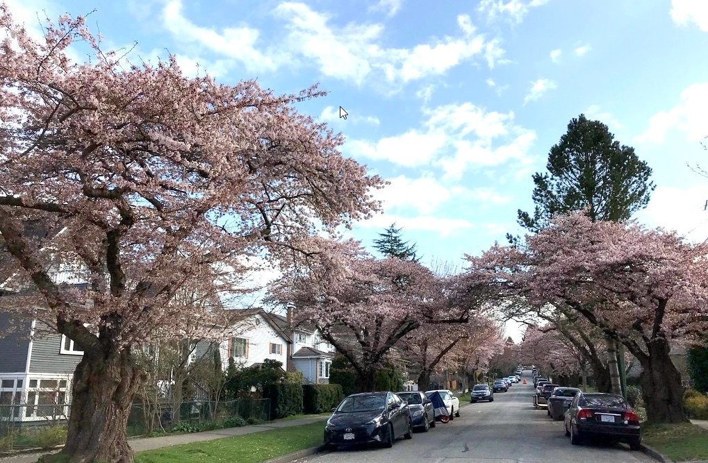 OfficialVCBF's tweet photo. Have a safe Easter weekend everyone! Here are some locations that are currently in full bloom:
🌸Point Grey Road
🌸 David Lam Park
🌸 Canada Place
🌸 Kensington-Cedar Cottage
#blossomresponsibly #vancherryblossomfest #vcbf #currentlyblooming #sakura #cherryblossoms https://t.co/6e4ahUsOVc