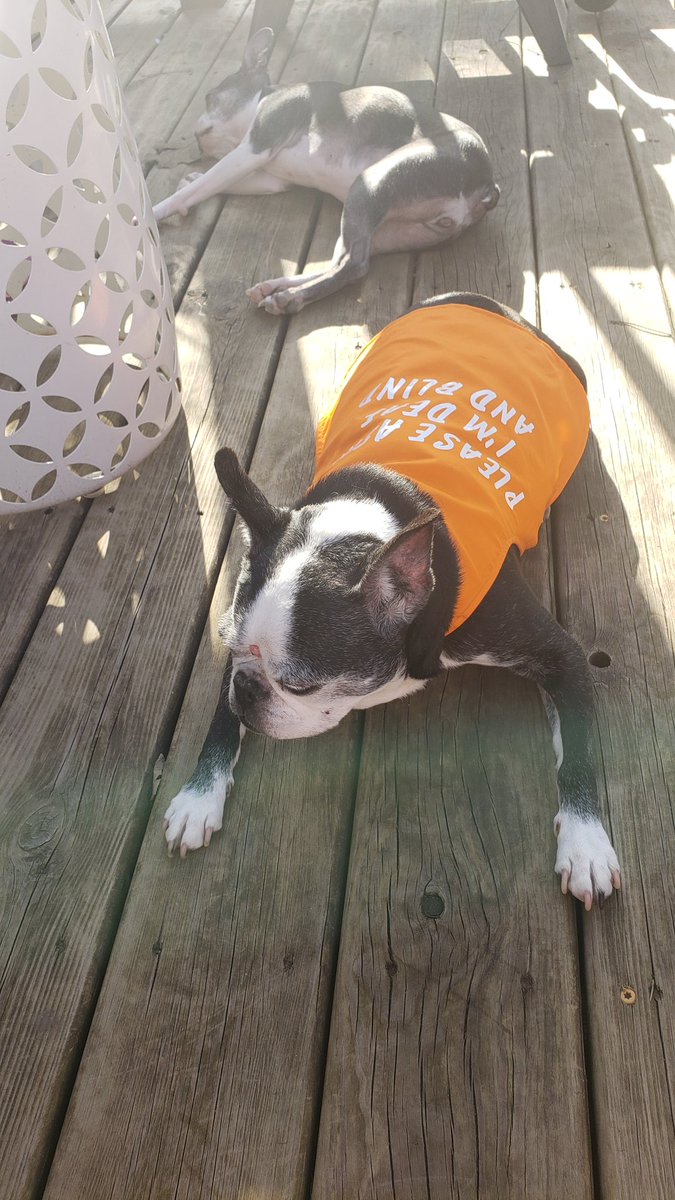 TheOriginalARog's tweet photo. Boston Saturday deck time. #bostonterrierlife crushing the sun! #iowa #bostonstyle @MrsOriginalARog https://t.co/oye9lF7RY9