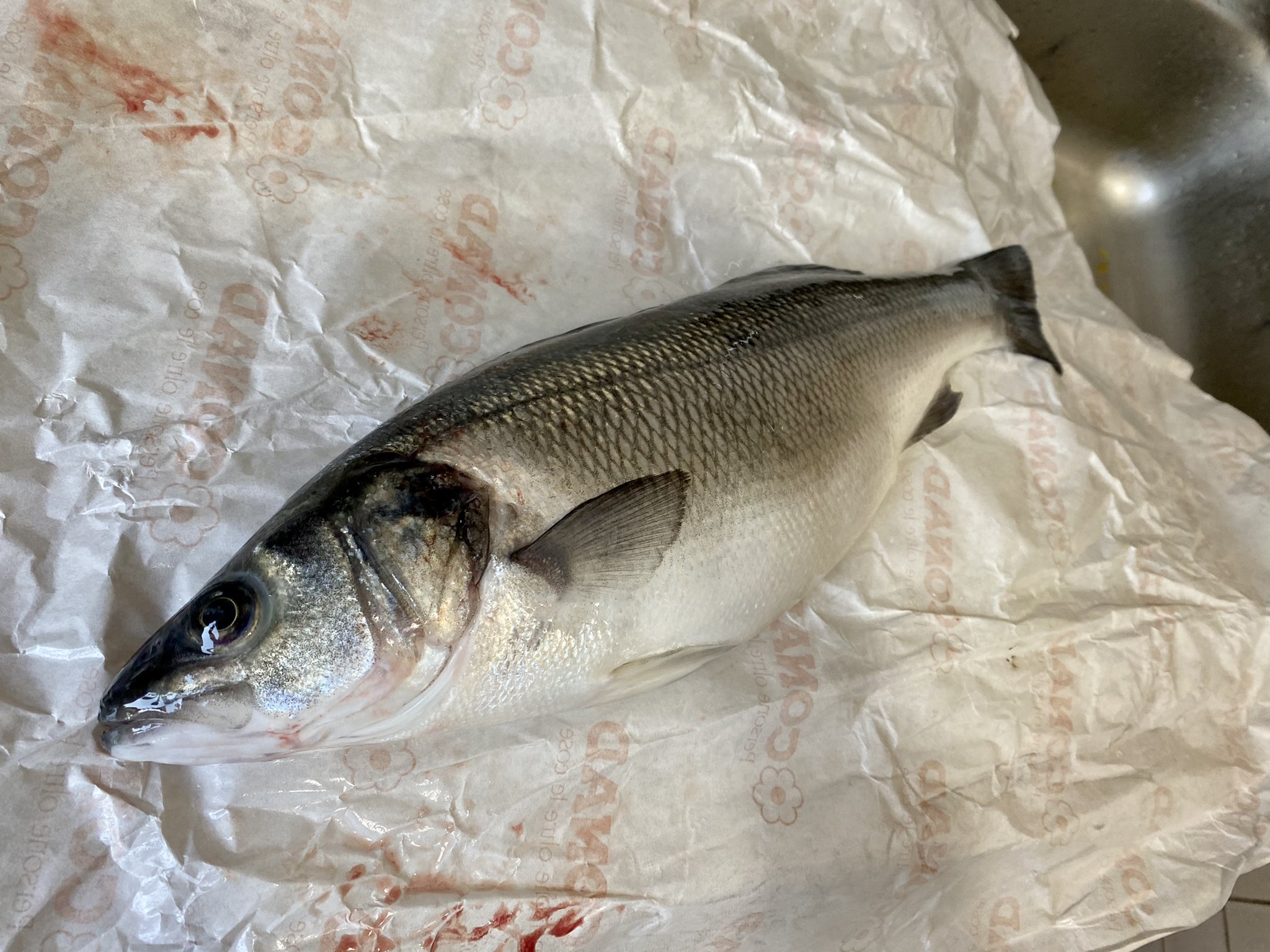 Showhey でシーバス釣り Showhey716 Twitter