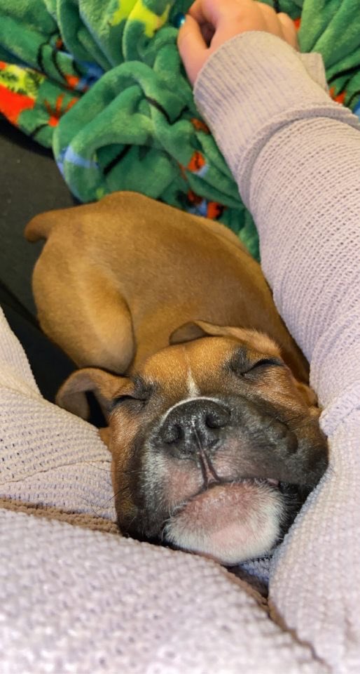 wagsformags's tweet photo. Hi there! Just a friendly reminder to check your emails for this weeks Wags class sign ups🤩 We can’t wait to see you this week on Wednesday &amp; Thursday☺️ https://t.co/ixmrZKNB7t