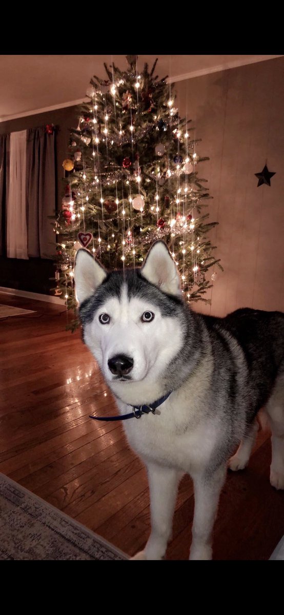 Avery_lundi's tweet photo. You know the drill🤦🏻‍♀️Our husky has run off once again, he’s probably somewhere in Jefferson! He’s super friendly and his name is Lincoln, if anyone sees him please let me know! https://t.co/fxRcF87vZe