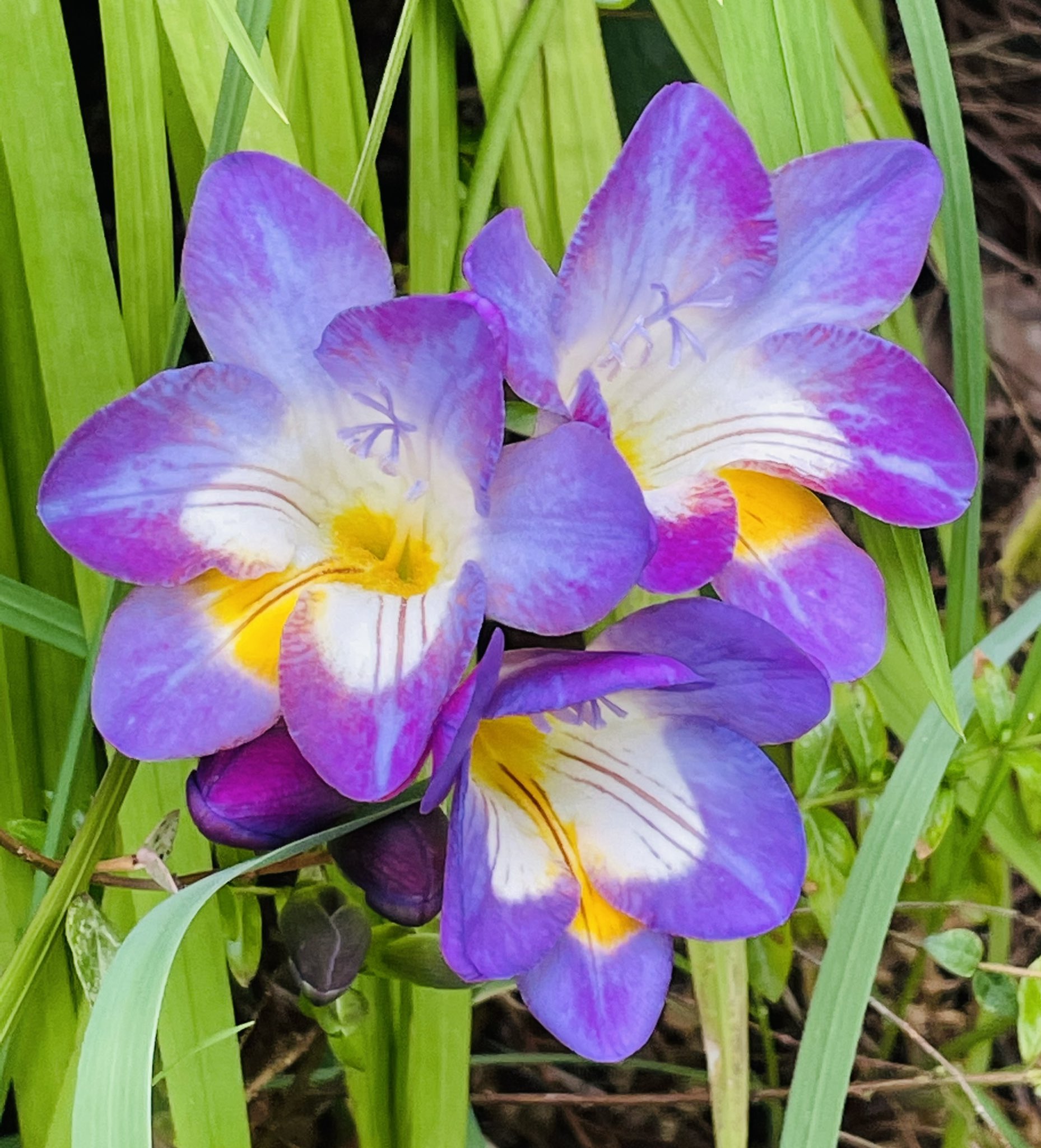 Brass Suki117 4 4 紫のフリージア3つ目 赤のフリージア花開き つつあります 黄色が1番多く咲き そうですがまだ蕾です 家の花 T Co H3azkfhwru Twitter