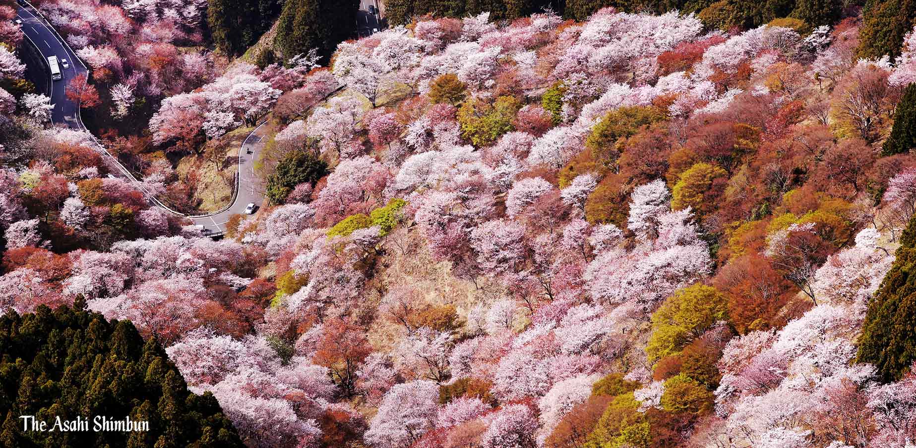 朝日新聞 映像報道部 奈良県吉野町で 一目千本 と言われる吉野山 の桜が見頃を迎えています シロヤマザクラを中心に約３万本がピンクのグラデーションで山を埋め尽くしています 現在標高の高い上千本までが満開 開花は例年より１週間程度早いそうです
