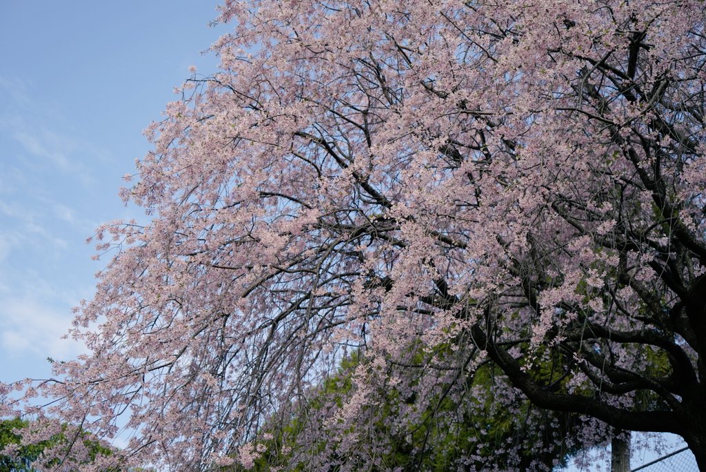 lilsekko's tweet photo. 桜の下に立つのは二年ぶり
カメラを持つ 気持ちがぎこちない(笑)
風に揺れ花びらを散らす姿が優しくて とても綺麗だ🌸 https://t.co/Vua5HAscy8