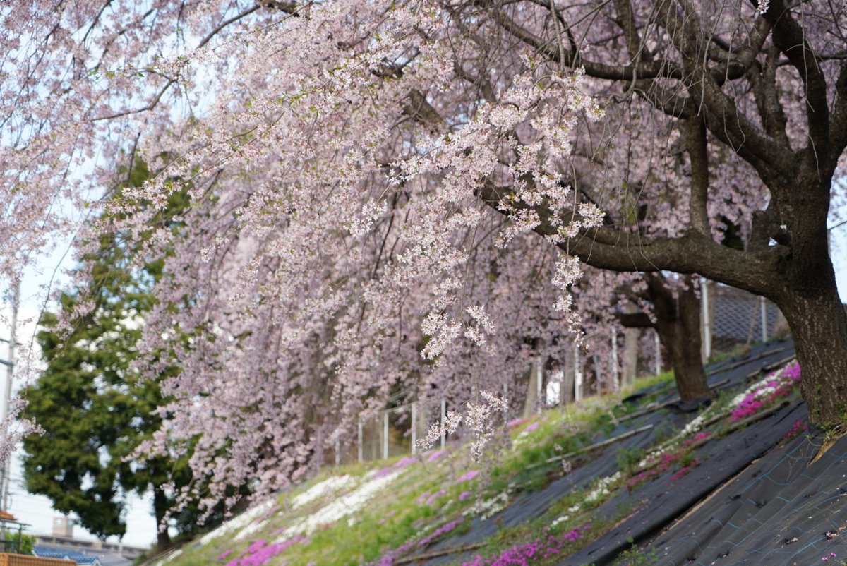 lilsekko's tweet photo. 桜の下に立つのは二年ぶり
カメラを持つ 気持ちがぎこちない(笑)
風に揺れ花びらを散らす姿が優しくて とても綺麗だ🌸 https://t.co/Vua5HAscy8
