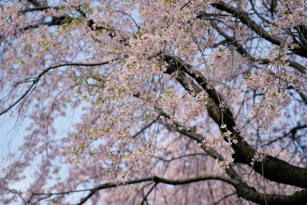 lilsekko's tweet photo. 桜の下に立つのは二年ぶり
カメラを持つ 気持ちがぎこちない(笑)
風に揺れ花びらを散らす姿が優しくて とても綺麗だ🌸 https://t.co/Vua5HAscy8
