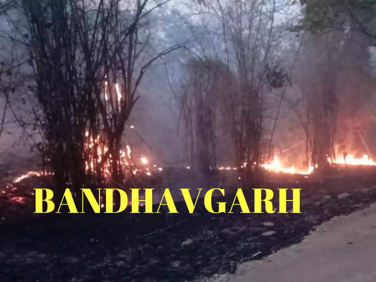 Rahul4276yadav's tweet photo. The different forest reserves of India have been burning recently.  Are we not capable of saving our jungles or we don’t care about it??? PLEASE GIVE A THOUGHT TO IT..!! @PannaTigerResrv @ntca_india @mptfs @BandhavgarhTig1 @PenchMP @nagaraholetr @kaziranga_ @ReserveCorbett https://t.co/JsZ7raHl84