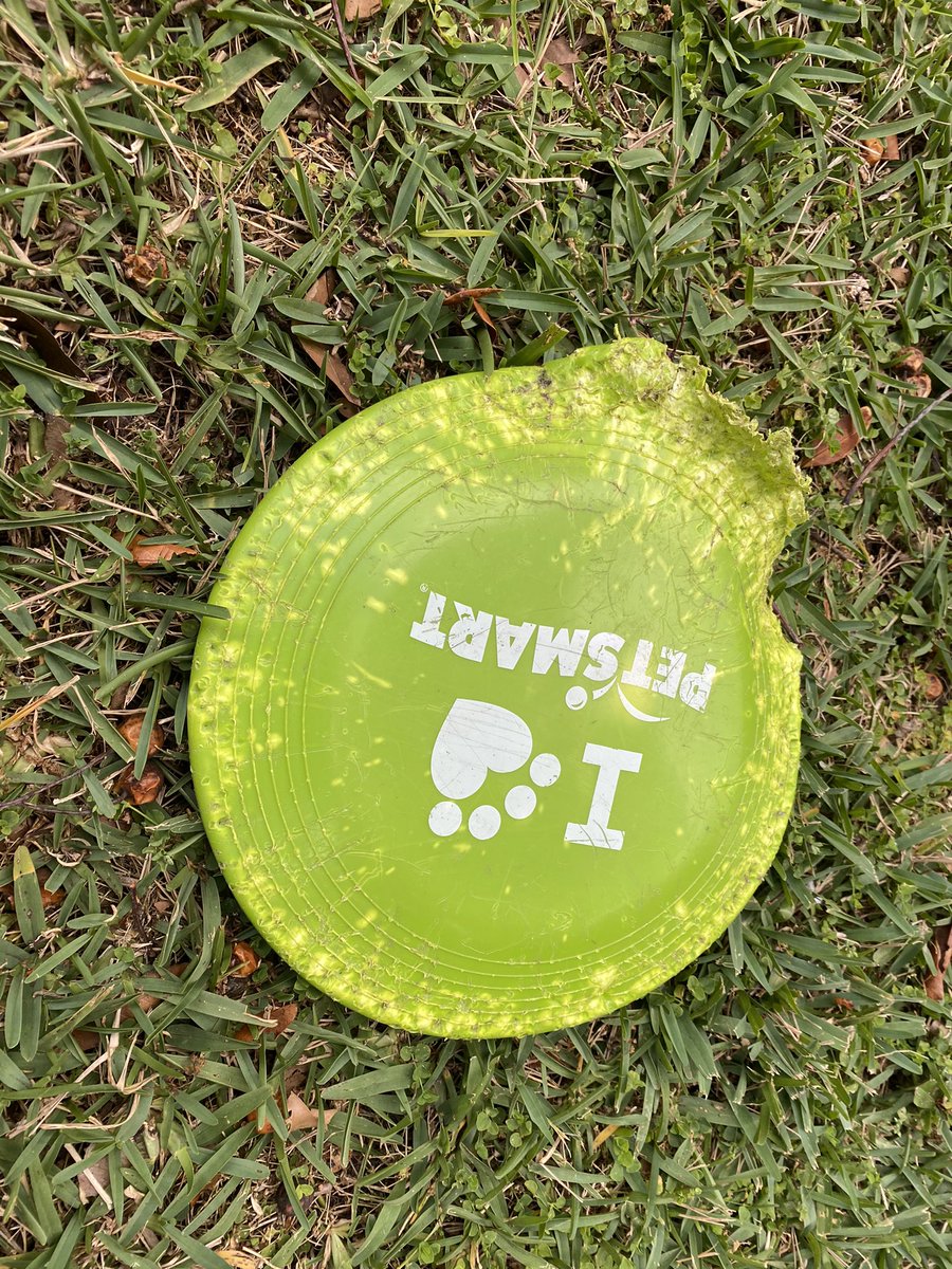 petsmart kong frisbee