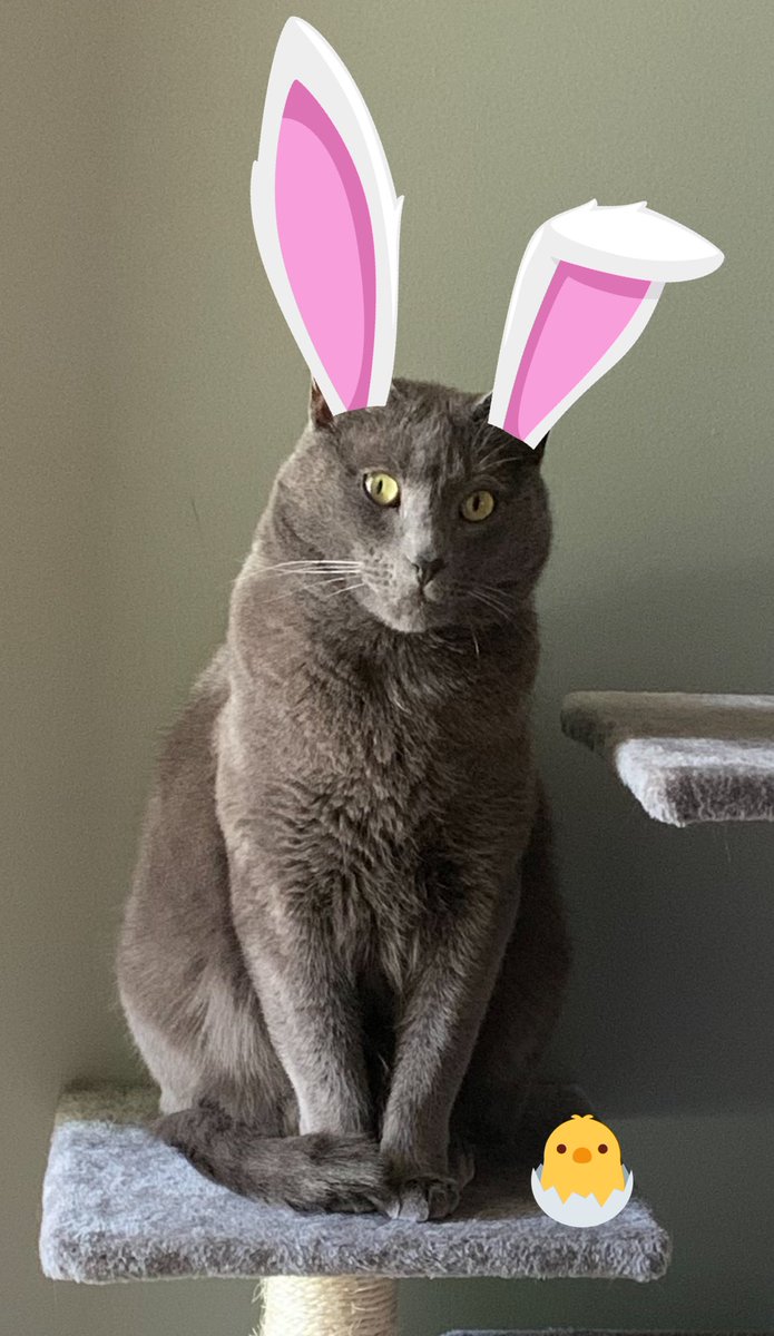 Happy Easter my wonderful friends. 🐣
#cats #catsoftwitter #easter