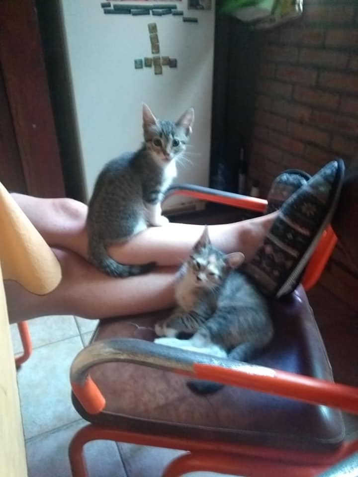 DeGatitos_'s tweet photo. #FreyaFDG
Bulma y Akame en su hogar definitivo! En una sola semana ya crecieron y están alegres y felices. Su familia las ama y mima mucho. Ya se adueñaron de toda la casa, me dicen.
Gracias Mariana y familia por tanto amor. https://t.co/nThvJL6zqv