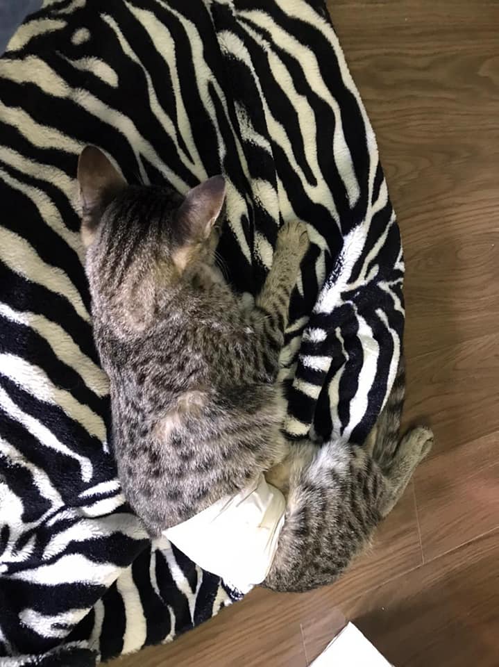 DeGatitos_'s tweet photo. #TinadelGaraje
Me llega reporte de Roma y Cali, se acuerdan de ellas? Dos hijas de Tina, dos de las Titinas
Me cuenta su mamá que ya las castró y me manda foto. Cali furiosa y Roma durmiendo
Son sus gati hijas y las ama profundamente. 
Gracias Nadia por cuidarlas y quererlas🥰 https://t.co/7RZRDoPYOU