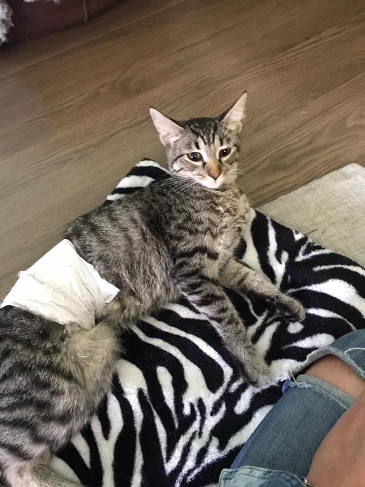 DeGatitos_'s tweet photo. #TinadelGaraje
Me llega reporte de Roma y Cali, se acuerdan de ellas? Dos hijas de Tina, dos de las Titinas
Me cuenta su mamá que ya las castró y me manda foto. Cali furiosa y Roma durmiendo
Son sus gati hijas y las ama profundamente. 
Gracias Nadia por cuidarlas y quererlas🥰 https://t.co/7RZRDoPYOU