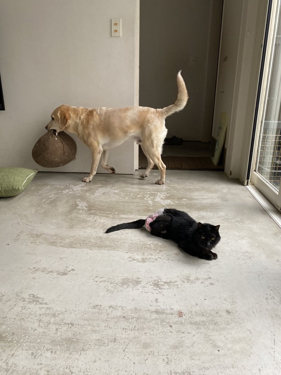 帰宅したらいつも出迎えてくれる犬がハウスから出てこない その理由がひと目でわかる写真がこちら 悪いことって自覚あるのにやる Togetter 帰宅したらいつも出迎えてくれる犬がハウスから出てこない その理由がひと目でわかる写真がこちら 悪いことって自覚あるのにやる Togetter