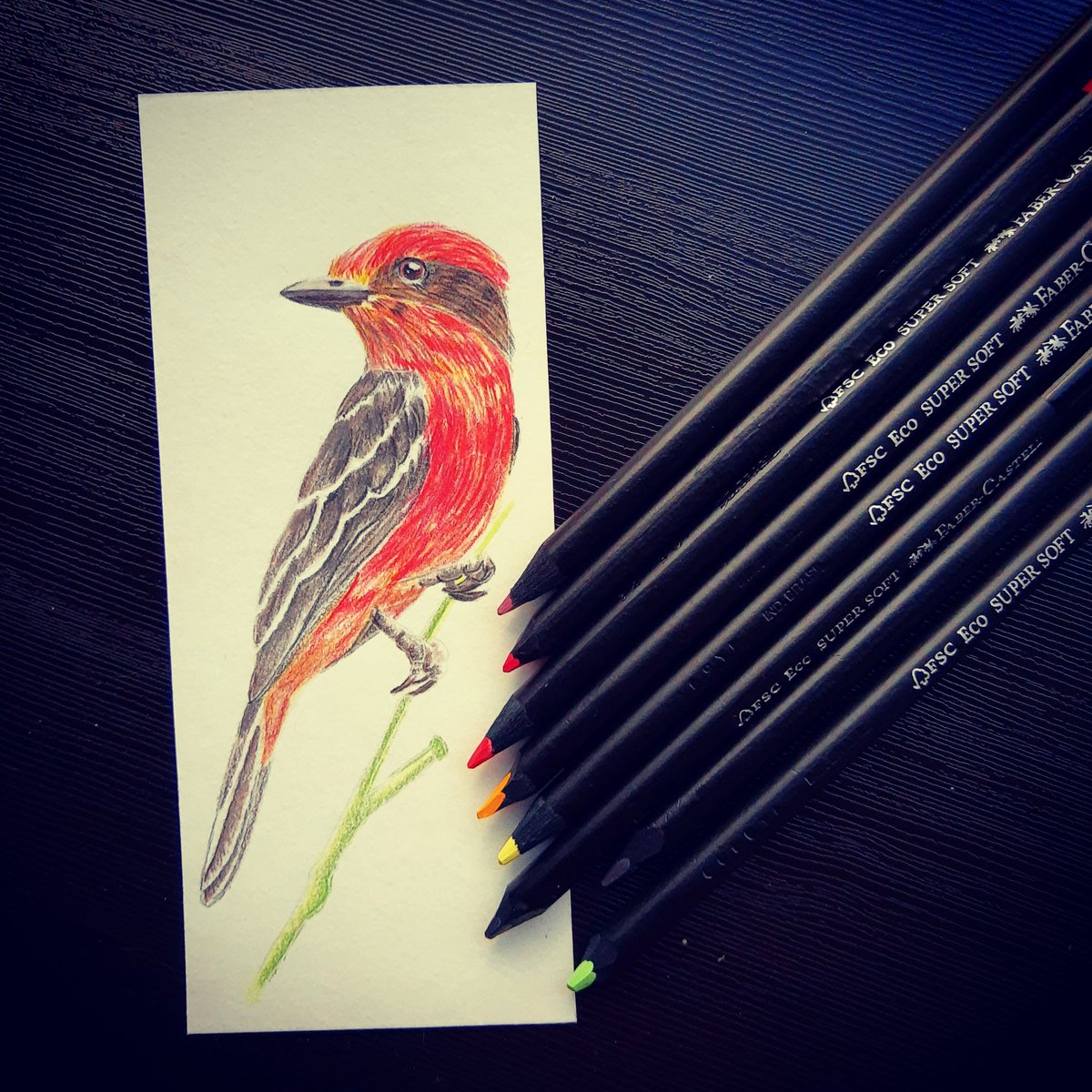jendelospajaros's tweet photo. Un ratico de práctica y salió este lindo separador de libros 🥰❤️
Pyrocephalus rubinus (macho)
Atrapamoscas pechirrojo
Técnica: lápices de colores
#aves #birds #pyrocephalusrubinus https://t.co/HeLi4smSPK