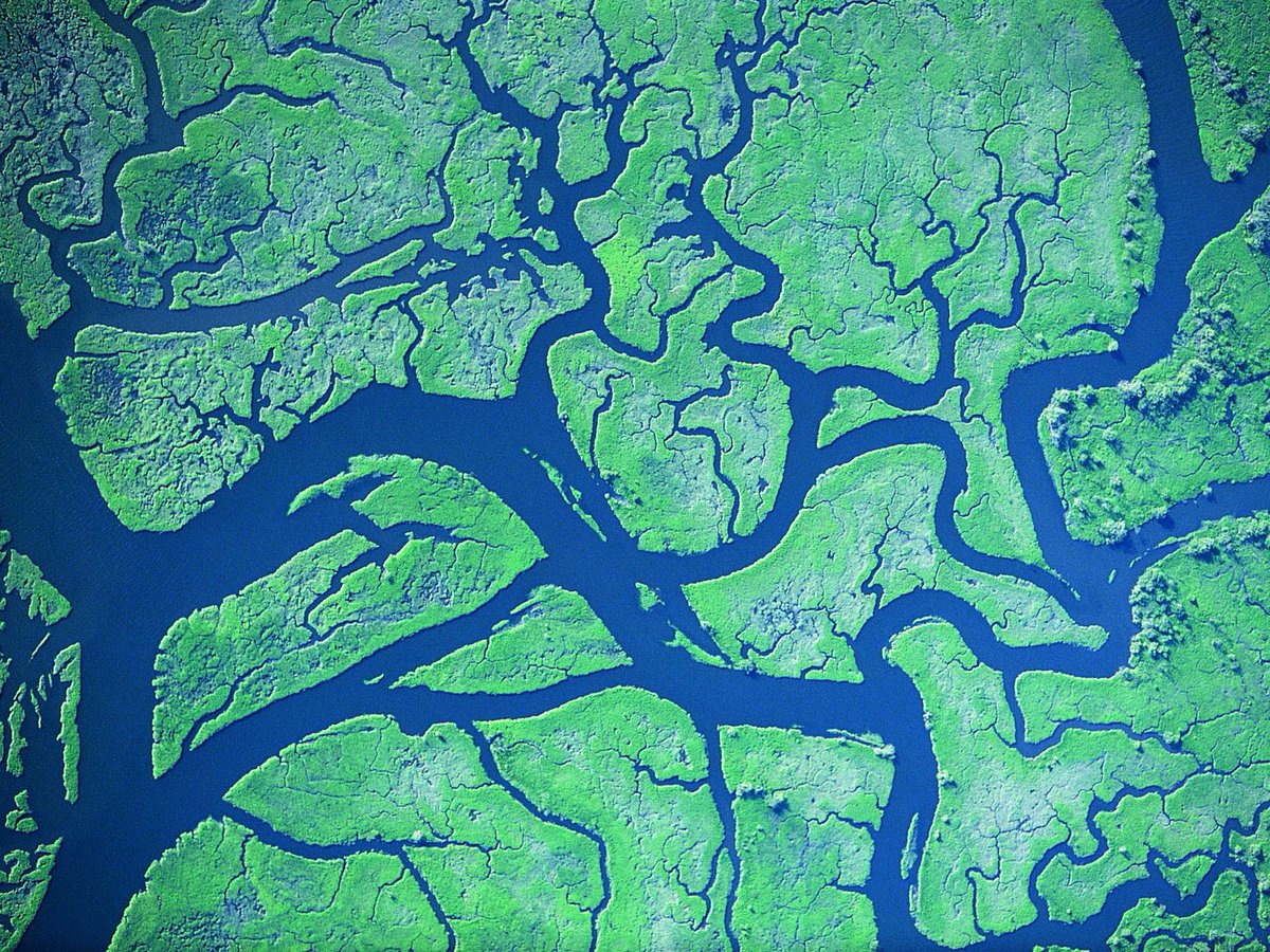 david_perell's tweet photo. Same structure: Rivers, blood vessels, tree roots, and tree branches https://t.co/WCSgXg1QAH