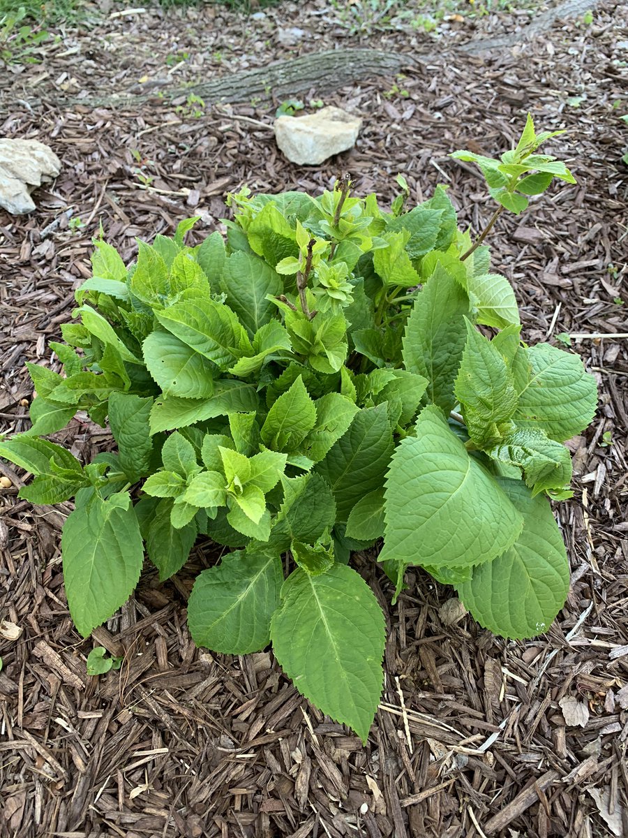Gunntwitt's tweet photo. βEndless Summerβ hydrangea. Pic 1, starting his 2nd year. Great foliage bursting forth from the ground. The beginnings of stems shooting up from center. Pic 2, starting his 3rd year. Getting growth from the center (just like Pic 1) but now also along the long stems. #HowitGrows https://t.co/tRTHP0AmG9