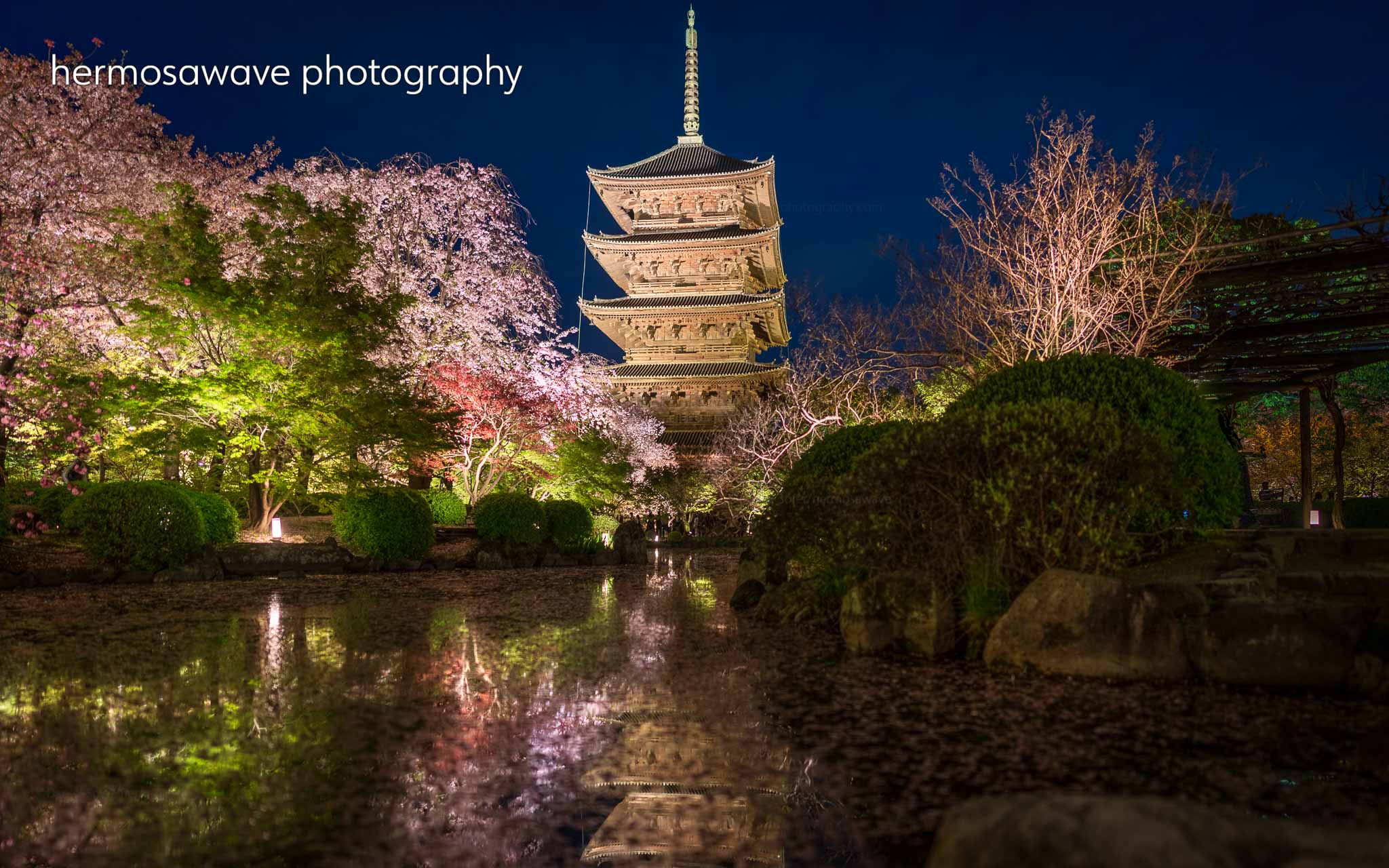 Daniel Sofer Toji Pagoda 東寺五重塔 The Annual Evening Light Up At Toji Temple With The 5 Story Pagoda Surrounded By Cherry Blossoms Reflected In The Pond 東寺で毎年恒例の夜のライトアップ 桜に囲まれた五重塔が池に映る T Co