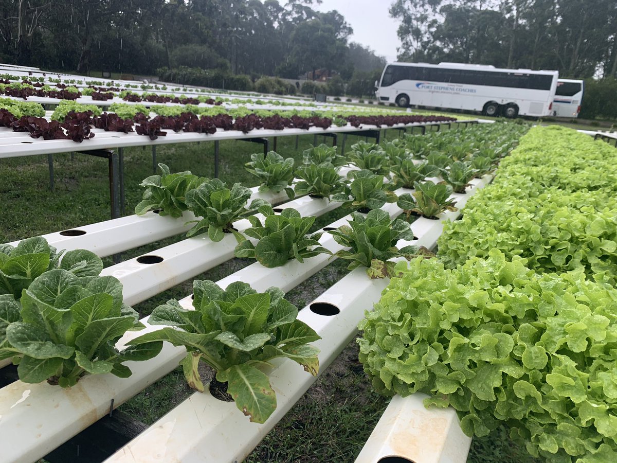 LFaughlin's tweet image. If your school is looking for a local community asset that links with #sustainability &amp;amp; #responsibleproduction, then visit Bobs Farm at Nelsons Bay to see how they implement hydroponic gardens and Barramundi farming. It was fantastic to get my students out there! #uonteach #SDG12