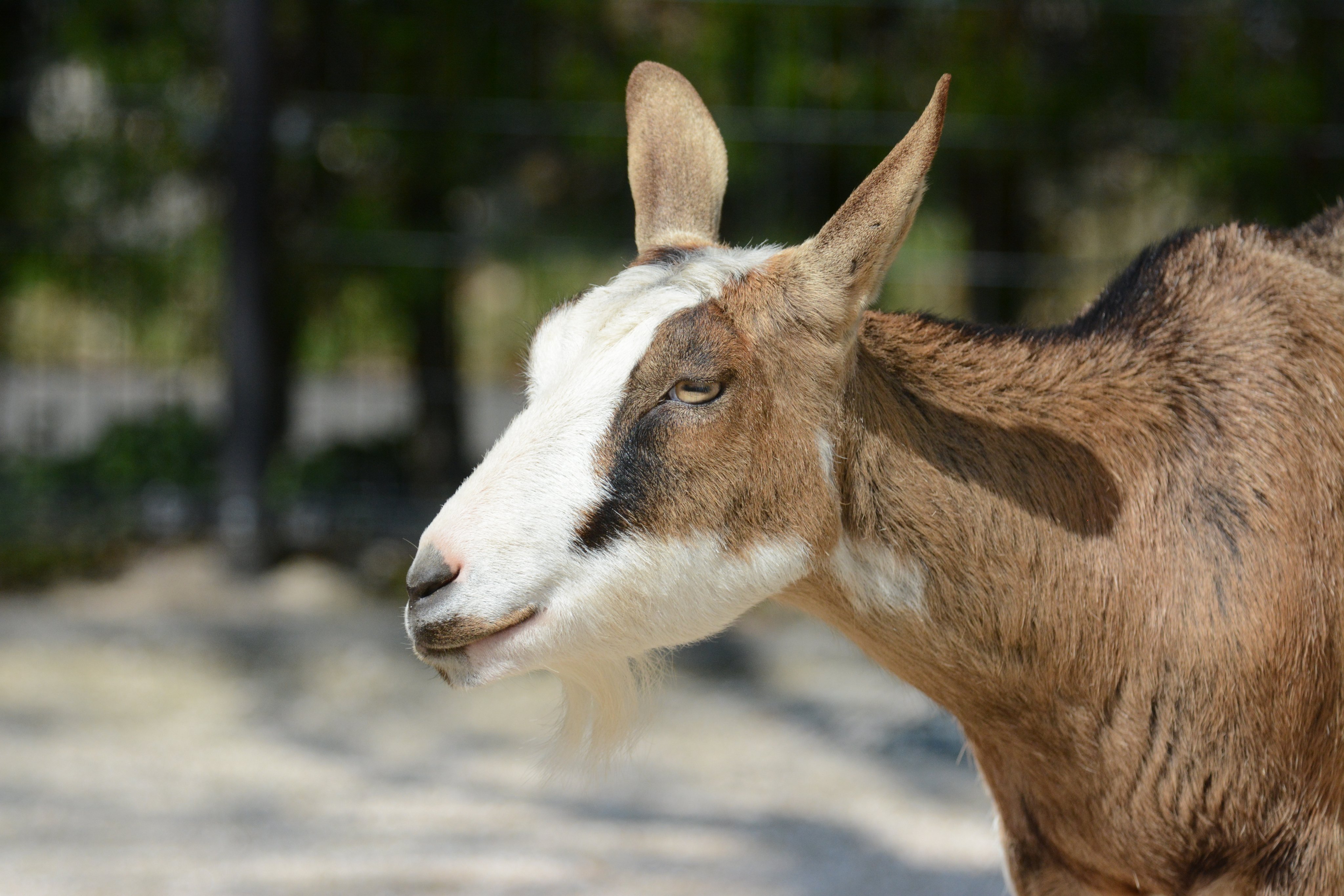 広島市安佐動物公園 公式 わくわく広場の仲間を紹介します 今回は ミント もうすぐ5歳のまだまだ若い雌ですが すでに2度出産経験があり 立派に育てあげました 鼻筋が白く 整った顔の美ヤギです T Co 4jrnskpd2f Twitter