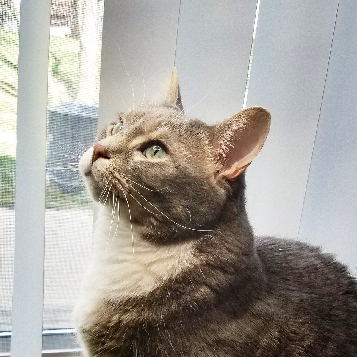 PoopyTheMeow's tweet photo. She is beauty; she is grace. She has whiskers on her face. In case you didn't figure it out, 'she' is me. 
#PoopyTheMeow #CatsofTwitter #catsofinstagram #catstagram #cats #Cat #kitty #CatsOnTwitter #Saturday #Caturday #pets #CatLife #catphotos #photosofcats #photosofpets #beauty https://t.co/WUgDvwsrvc