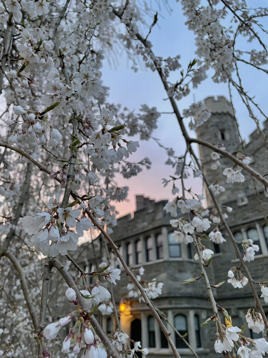 gerbitkermit's tweet photo. bmc blooming!! at sunset!! https://t.co/j0LnFMSwrj
