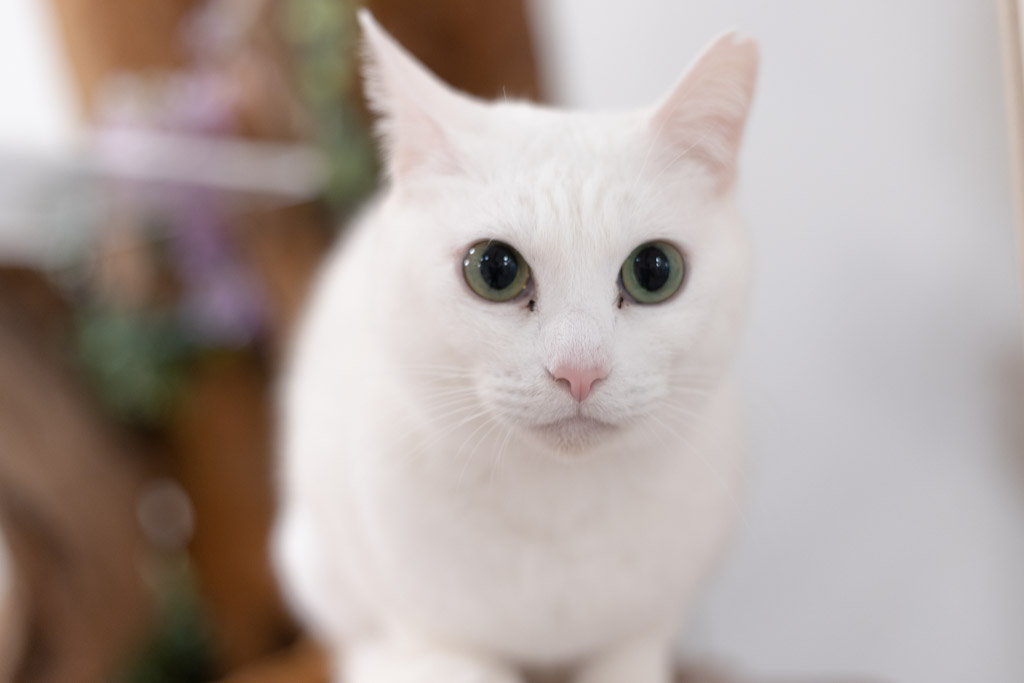 ねこち ねことぼく の中の人 Nekotobokudesu Twitter ねこち ねことぼく の中の人 Nekotobokudesu Twitter