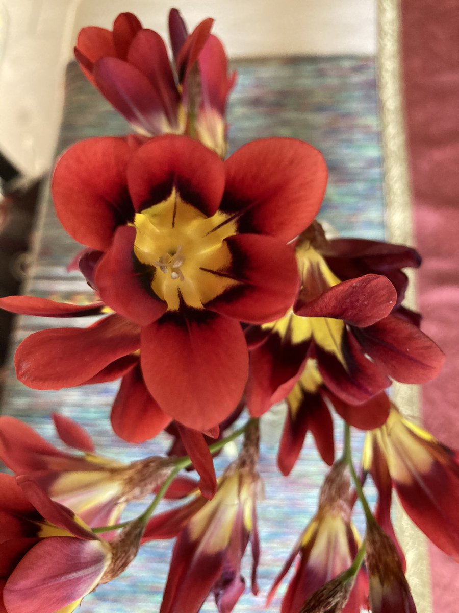 ClubHelm's tweet image. What is the name of this vivid #flower #volunteer #garden #FlowerHunting #colors